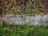 image of grave number 909112